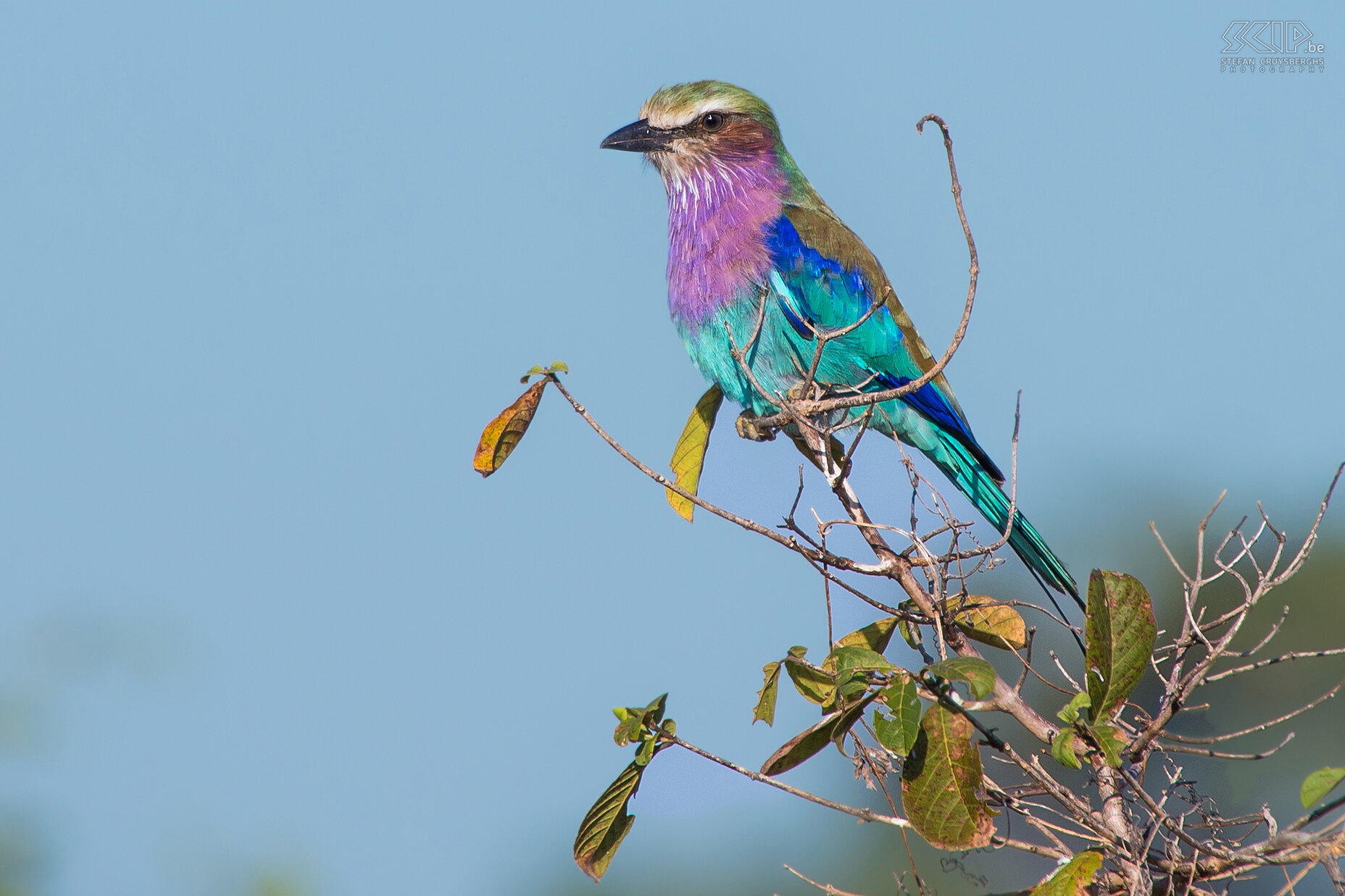 South Luangwa - Vorkstaartscharrelaar De Vorkstaartscharrelaar (Lila-breasted roller, Coracias caudatus) is een veel voorkomende maar zeer mooie vogel die meestal kan gezien worden op de toppen van de bomen van waar het insecten, hagedissen, slakken, kleine vogels en knaagdieren op de grond kan spotten. Stefan Cruysberghs